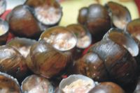 养生食谱大放送