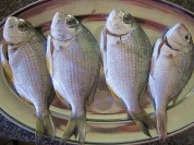 养生食谱大放送