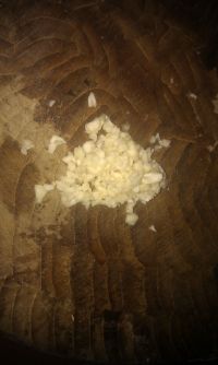 养生食谱大放送