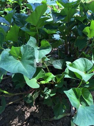 小炒<a href=/shicai/shucai/HongShu/index.html target=_blank><u>红薯</u></a>藤