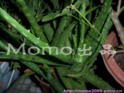 养生食谱大放送