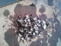 养生食谱大放送