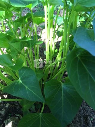 小炒<a href=/shicai/shucai/HongShu/index.html target=_blank><u>红薯</u></a>藤