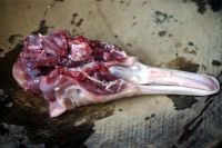 养生食谱大放送