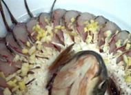 养生食谱大放送