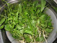 养生食谱大放送