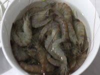 养生食谱大放送