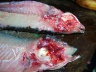 养生食谱大放送