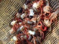 养生食谱大放送