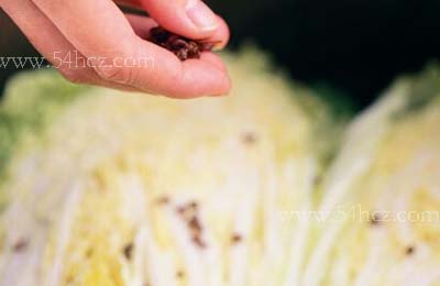 东北酸菜的制作方法5