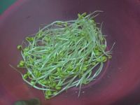 养生食谱大放送