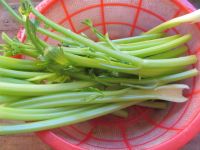 养生食谱大放送