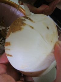 养生食谱大放送