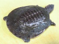 养生食谱大放送