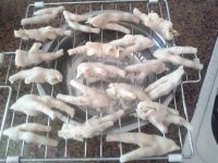 养生食谱大放送