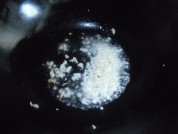 养生食谱大放送