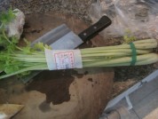 养生食谱大放送