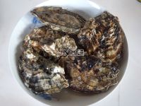 养生食谱大放送