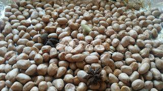 五香烤<a href=/shicai/guopin/HuaSheng/index.html target=_blank><u>花生</u></a>