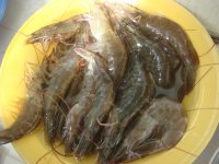 养生食谱大放送