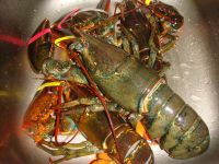 养生食谱大放送