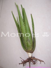 养生食谱大放送