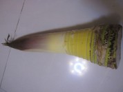 养生食谱大放送