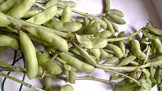 五香<a href=/shicai/shucai/MaoDou/index.html target=_blank><u>毛豆</u></a>