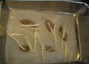 养生食谱大放送