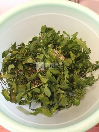 蒸<a href=/shicai/shucai/JieCai/index.html target=_blank><u>芥菜</u></a>