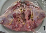 养生食谱大放送