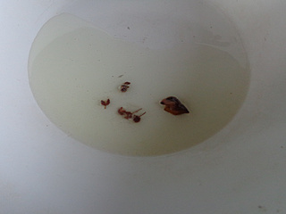 <a href=/shicai/shucai/QingJiao/index.html target=_blank><u>青椒</u></a><a href=/shicai/guopin/Xing/index.html target=_blank><u>杏</u></a>鲍菇