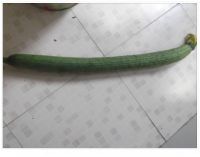 养生食谱大放送