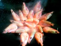 养生食谱大放送