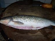 养生食谱大放送