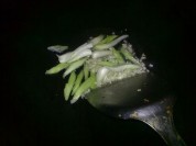 养生食谱大放送