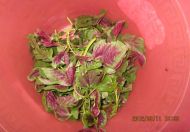 养生食谱大放送