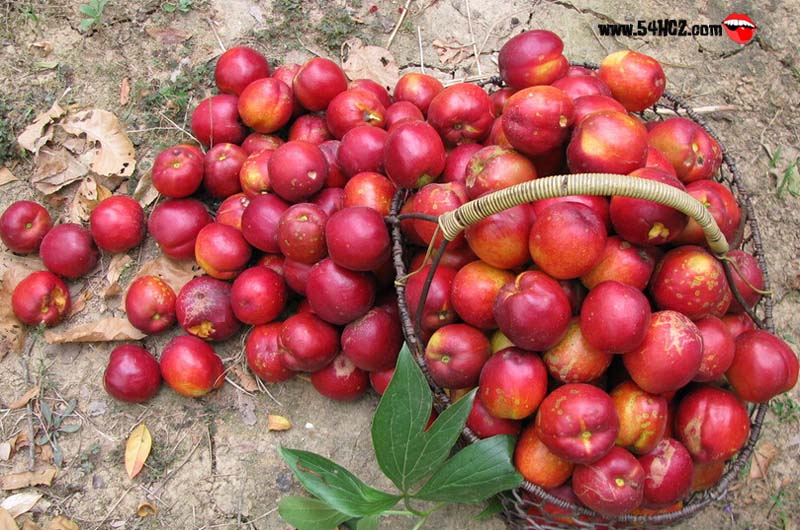 <a href=/shicai/guopin/Tao/index.html target=_blank><u>桃</u></a>子的功效与作用4