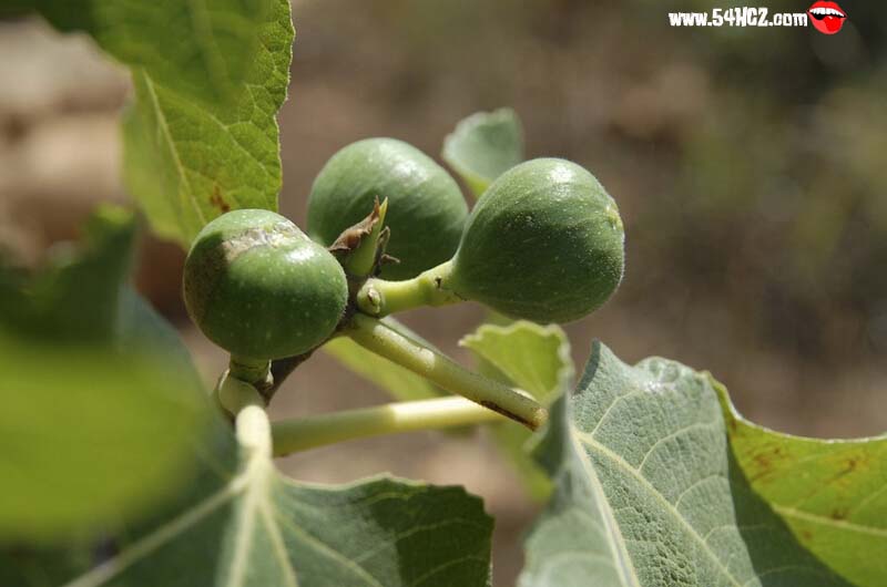 <a href=/shicai/guopin/WuHuaGuo/index.html target=_blank><u>无花果</u></a>产地4