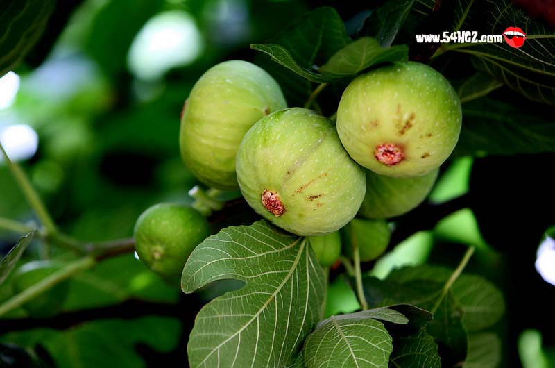 <a href=/shicai/guopin/WuHuaGuo/index.html target=_blank><u>无花果</u></a>的功效与作用1