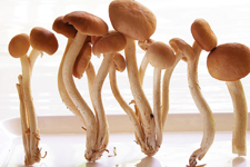 <a href=/shicai/shucai/ChaShuGu/index.html target=_blank><u>茶树菇</u></a>的做法