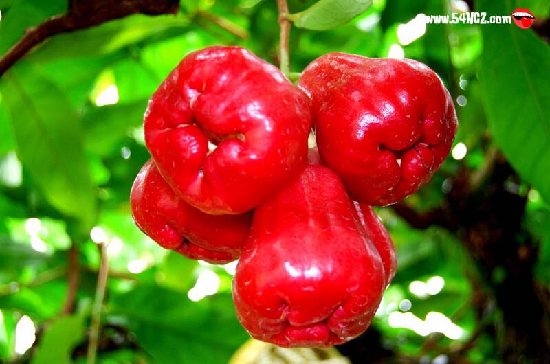 莲雾的营养价值1