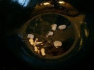 <a href=/shicai/mimian/FuZhu/index.html target=_blank><u>腐竹</u></a>炒肉的做法步骤4