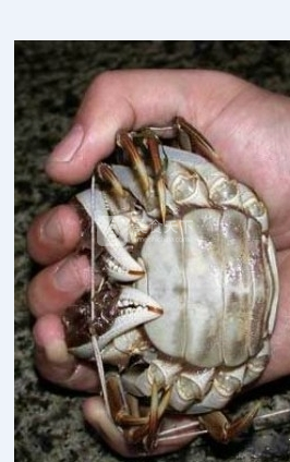 阳澄湖<a href=/shicai/shuichanpin/DaZhaXie/index.html target=_blank><u>大闸蟹</u></a>