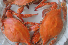 清蒸<a href=/shicai/shuichanpin/PangXie/index.html target=_blank><u>螃蟹</u></a>的做法