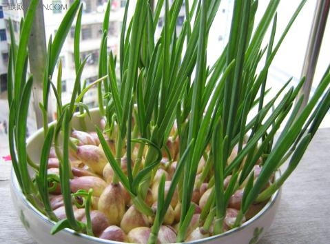 <a href=/shicai/shucai/SuanMiao/index.html target=_blank><u>蒜苗</u></a>有什么营养价值