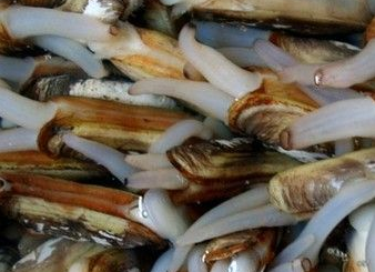 <a href=/shicai/shuichanpin/ChengZi/index.html target=_blank><u>蛏子</u></a>怎么洗又快又干净