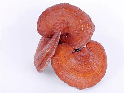 聚焦神奇<a href=/shicai/shucai/LingZhi/index.html target=_blank><u>灵芝</u></a> 补气<a href=/shicai/rouqin/Xue/index.html target=_blank><u>血</u></a>治失眠效果好 聚焦神奇<a href=/shicai/shucai/LingZhi/index.html target=_blank><u>灵芝</u></a> <a href='http://pianfang.9939.com/bjzy/bq/' target='_blank'><font color='blue'>补气<a href=/shicai/rouqin/Xue/index.html target=_blank><u>血</u></a></font></a>治失眠效果好