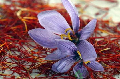 藏红花的食用功效_藏红花的食用方法