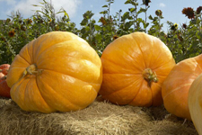 <a href=/shicai/shucai/NanGua/index.html target=_blank><u>南瓜</u></a>,<a href=/shicai/shucai/NanGua/index.html target=_blank><u>南瓜</u></a>的做法